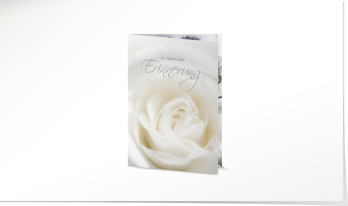 Leidbild Weisse Rose Leidbild